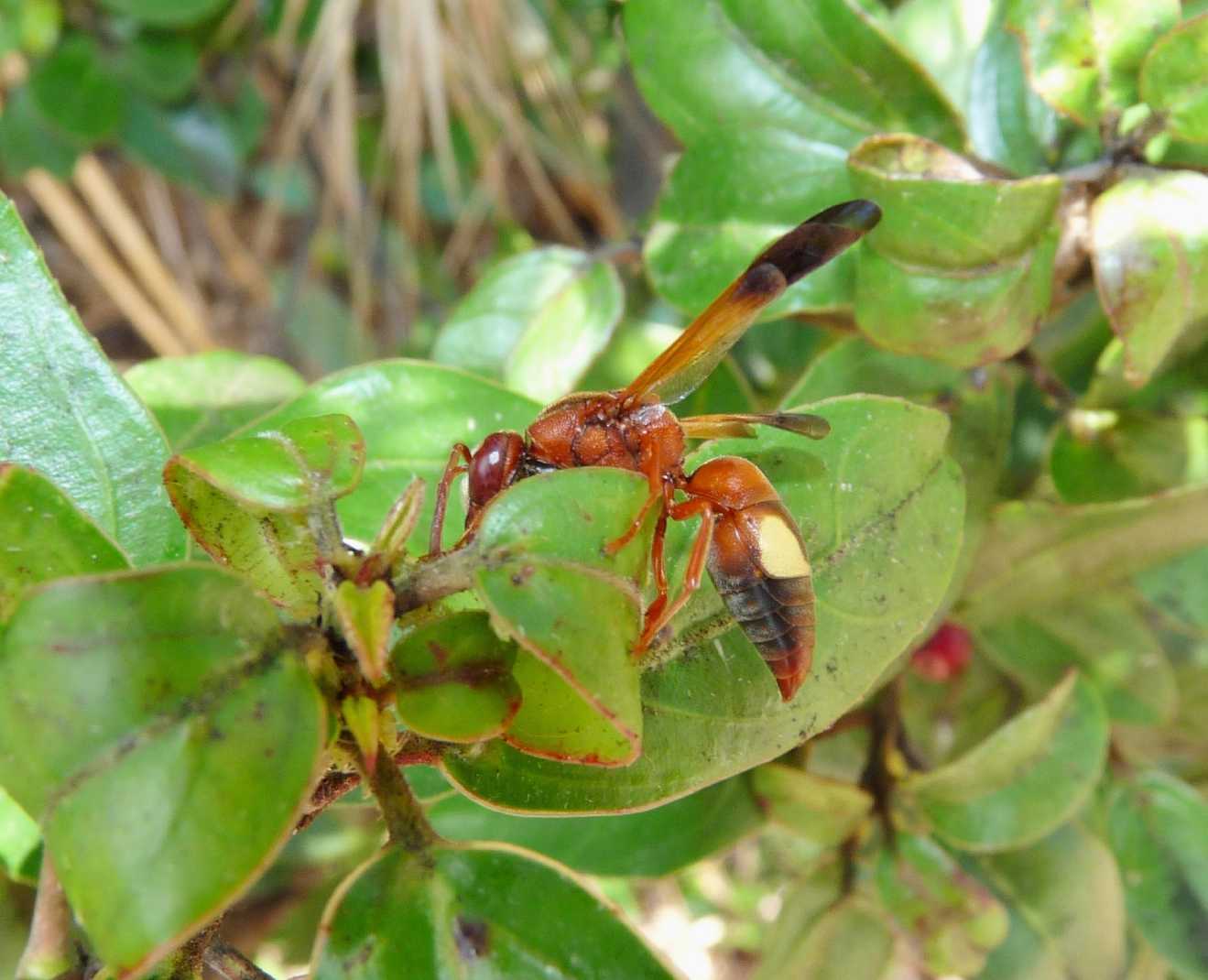 Rhynchium oculatum (Vespidae Eumeninae)